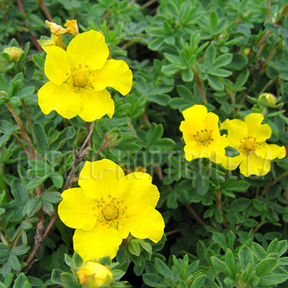 image de Potentilla fruticosa Yellow Gem