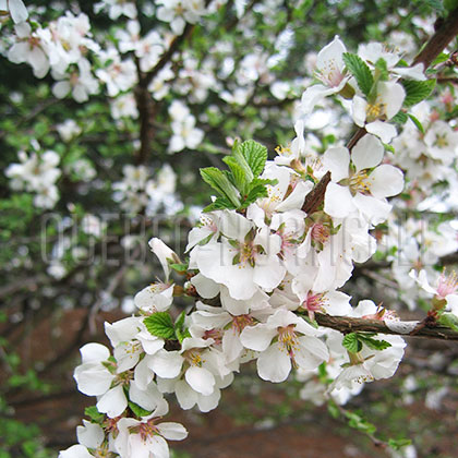 image de Prunus tomentosa 