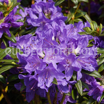 image de Rhododendron Blue Baron