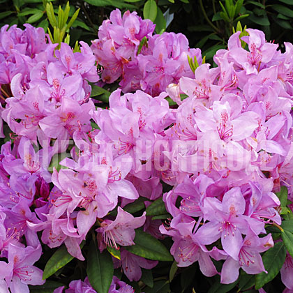 image de Rhododendron Catawbiense Boursault