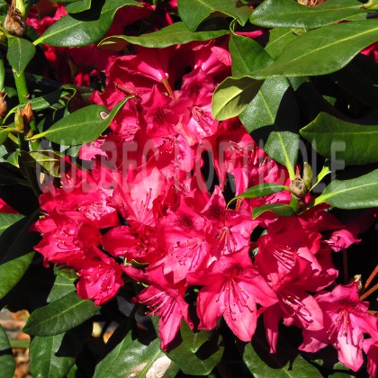image de Rhododendron Nova Zembla