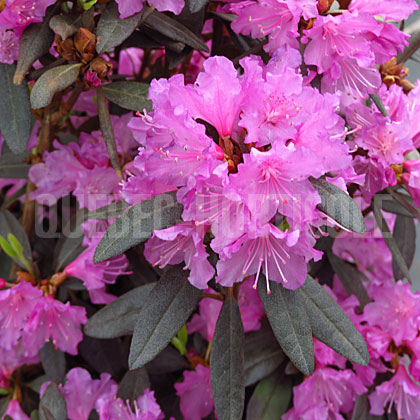 image de Rhododendron Olga Mezitt