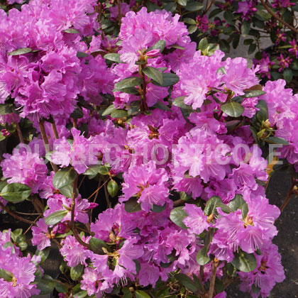 image de Rhododendron PJM Elite Star