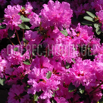 image de Rhododendron PJM Regal