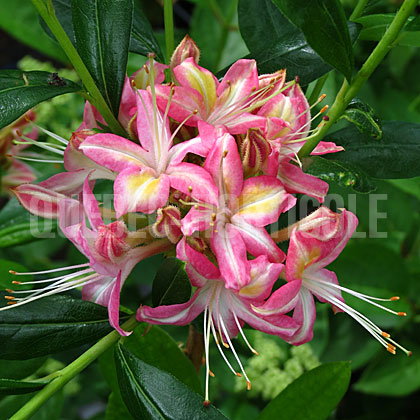 image de Rhododendron Ribbon Candy