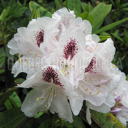 image de Rhododendron Calsap