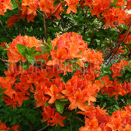 image de Rhododendron Mandarin Lights