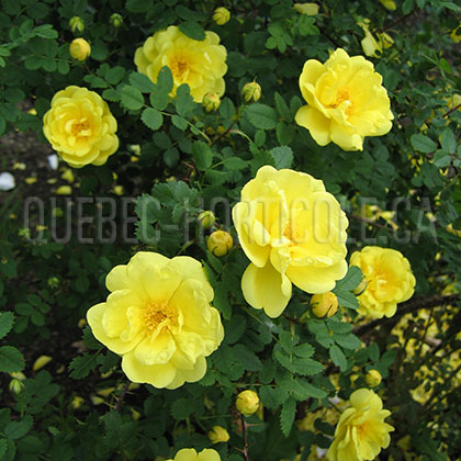 image de Rosa Harison's Yellow