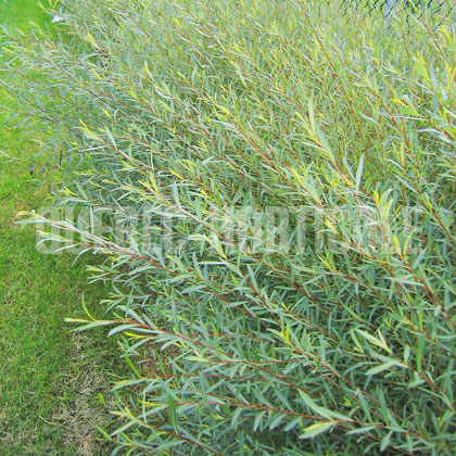 image de Salix purpurea Gracilis