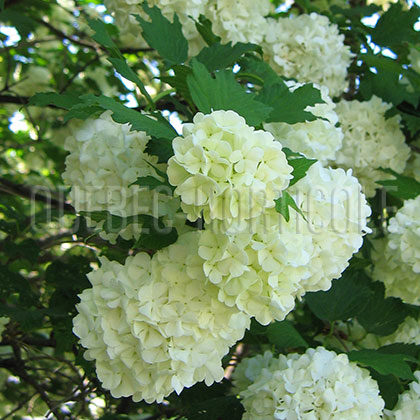 image de Viburnum opulus Roseum