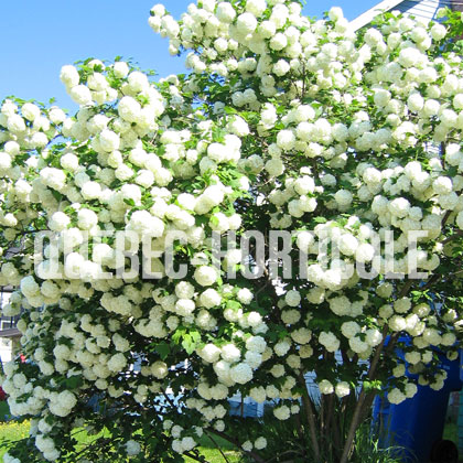 image de Viburnum opulus Roseum