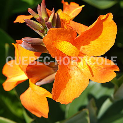 image de Canna South Pacific™ Orange