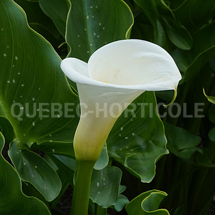 image de Zantedeschia aethiopica White Giant