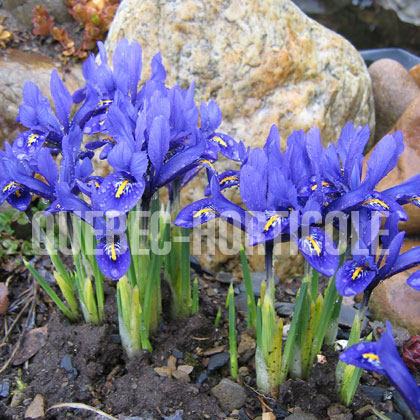 image de Iris reticulata Harmony