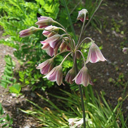 image de Allium siculum 