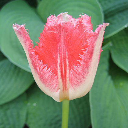 image de Tulipa  Fancy Frills