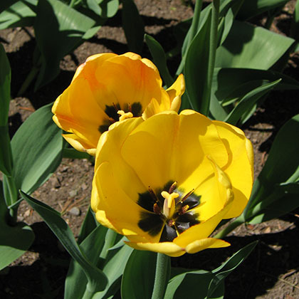 image de Tulipa hybride 