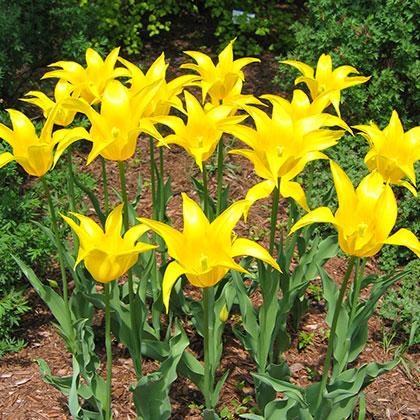 image de Tulipa hybride 