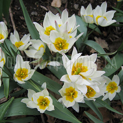 image de Tulipa polychroma 