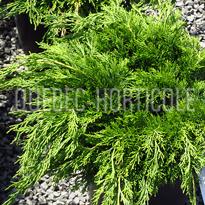 image de Juniperus sabina Calgary Carpet