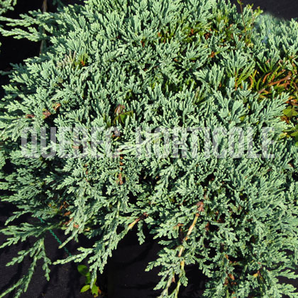 image de Juniperus horizontalis Icee Blue