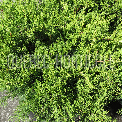 image de Juniperus chinensis Old Gold