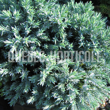 image de Juniperus squamata Blue Star