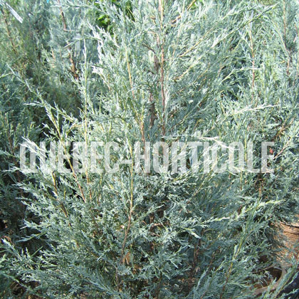 image de Juniperus scopulorum Blue Trail