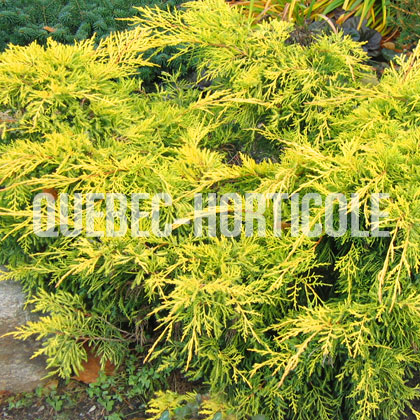 image de Juniperus chinensis  Gold Lace
