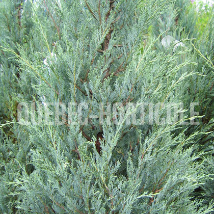 image de Juniperus scopulorum Moffetii