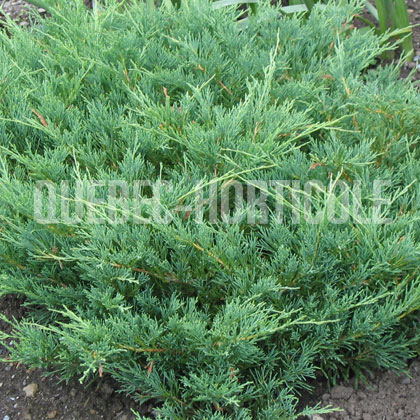 image de Juniperus horizontalis Plumosa Compacta