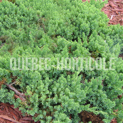 image de Juniperus procumbens  Nana