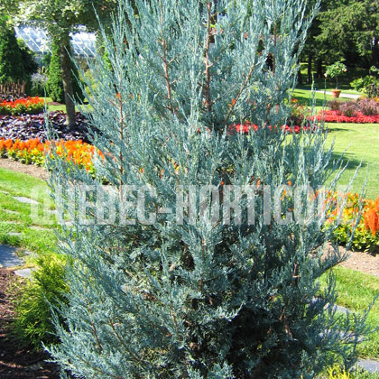 image de Juniperus scopulorum Wichita Blue