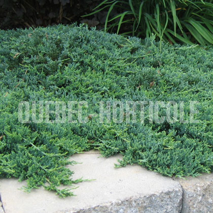 image de Juniperus horizontalis Wiltonii