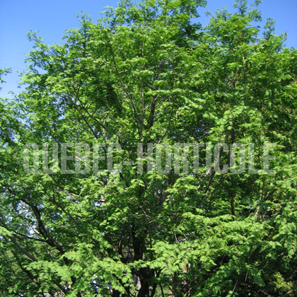 image de Metasequoia glyptostroboides 