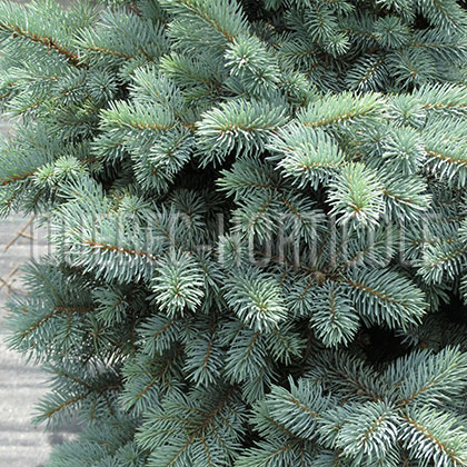 image de Picea pungens Glauca Globosa