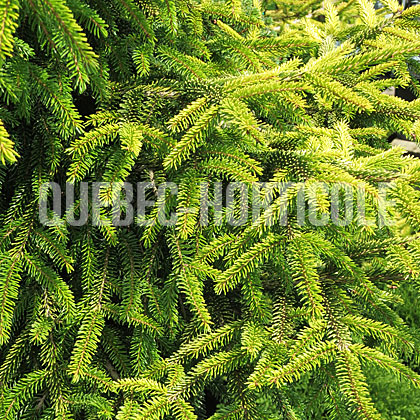 image de Picea orientalis Skylands