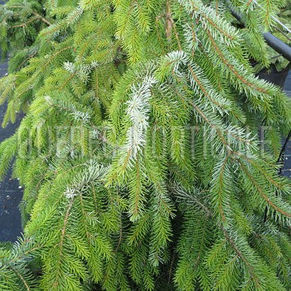 image de Picea omorika Pendula