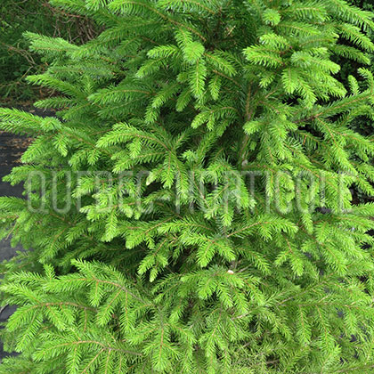 image de Picea omorika 