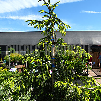 image de Picea orientalis Aureospicata