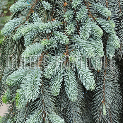 image de Picea pungens Glauca Slenderina Pendula
