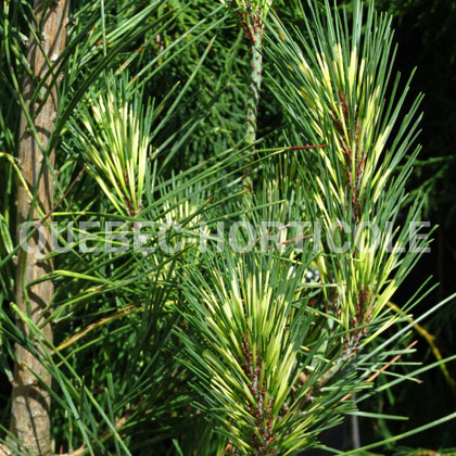 image de Pinus densiflora Burke's Red Variegated