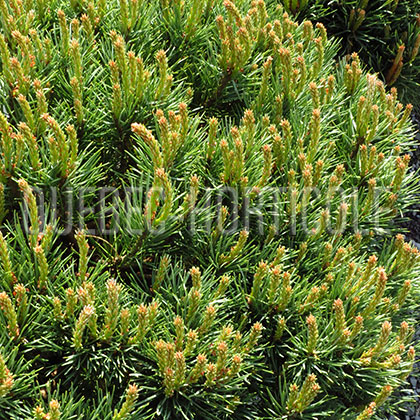 image de Pinus sylvestris Glauca Nana