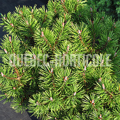 image de Pinus mugo  Slowmound