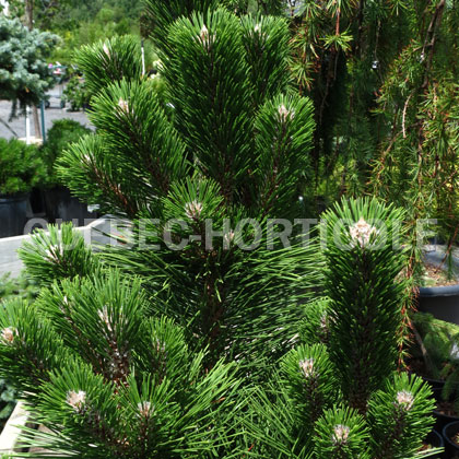 image de Pinus thunbergii Thunderhead