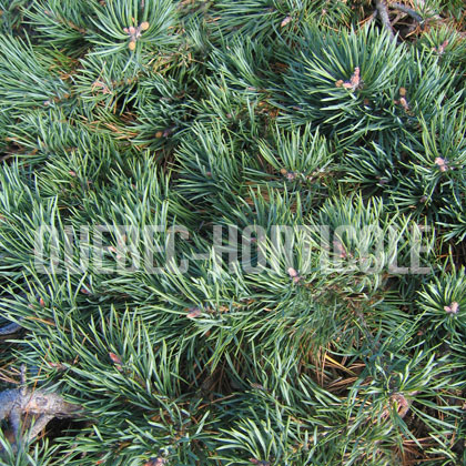 image de Pinus sylvestris Albyn Prostrata