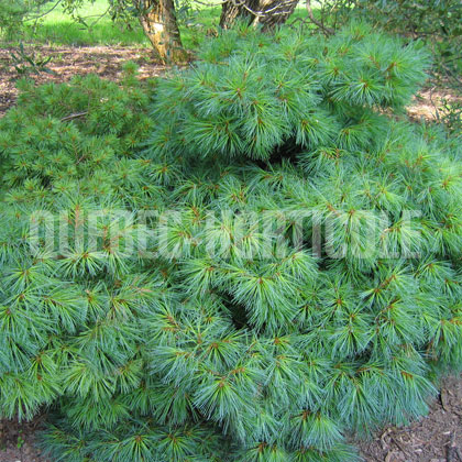 image de Pinus strobus Blue Shag