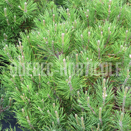 image de Pinus mugo mughus 