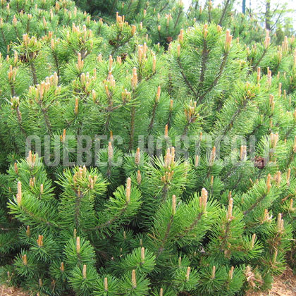 image de Pinus mugo pumilio 