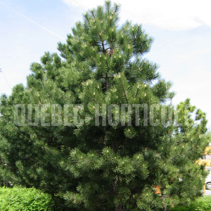 image de Pinus nigra austriaca 